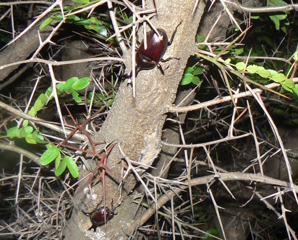 サイカチ（通称カブトムシ）の木_今年3度目のカブトムシ2♂_2021年7月13日_20時10分 気温26度